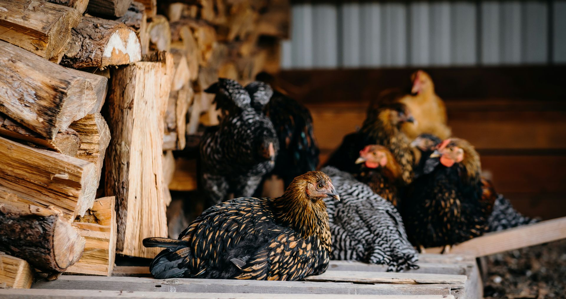 Kippen rusten in het kippenhok waar bloedluis zich kan verschuilen in hout en naden