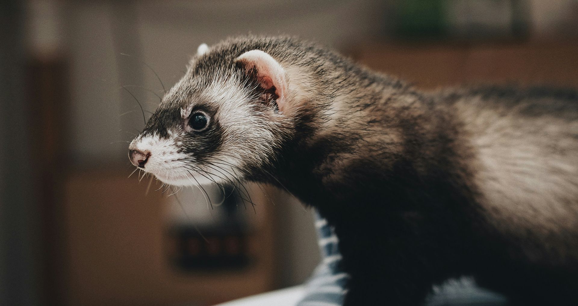 Huisfret als huisdier, rustig zittend binnenshuis