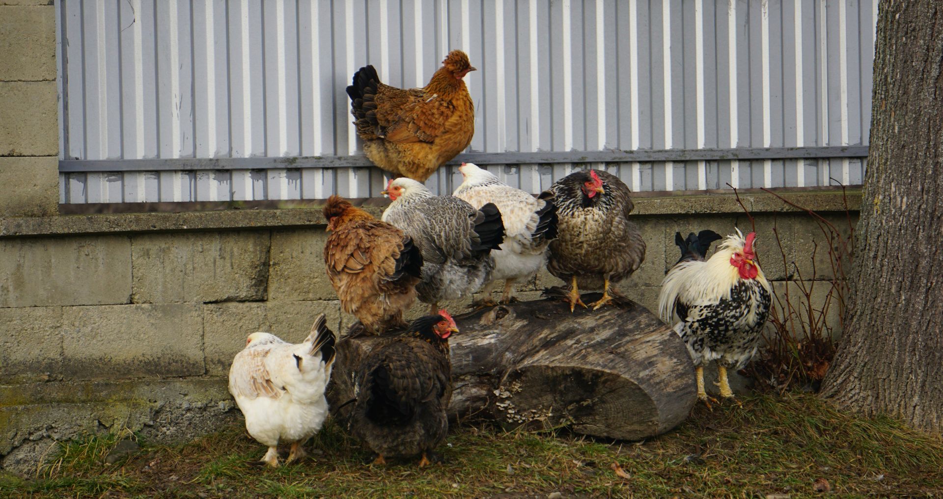 Groep kippen op een verhoogde zitplek in de tuin, geschikt voor rust en verrijking