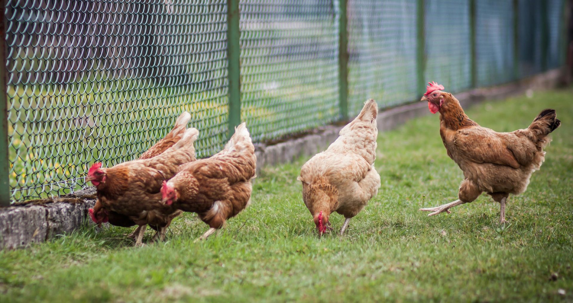 Vijf kippen samen in een ren met voldoende ruimte om te bewegen. groepsdynamiek