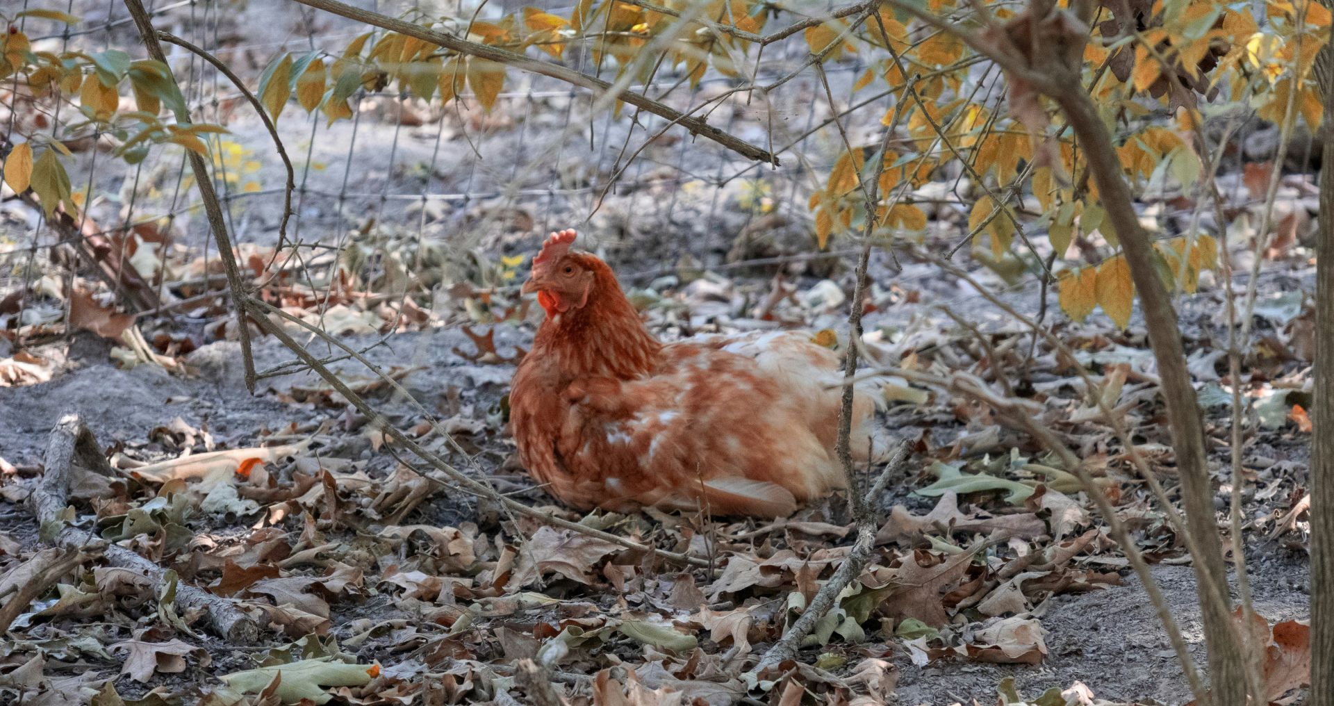 Kip rustend tussen herfstbladeren tijdens een periode van verminderde eierproductie.