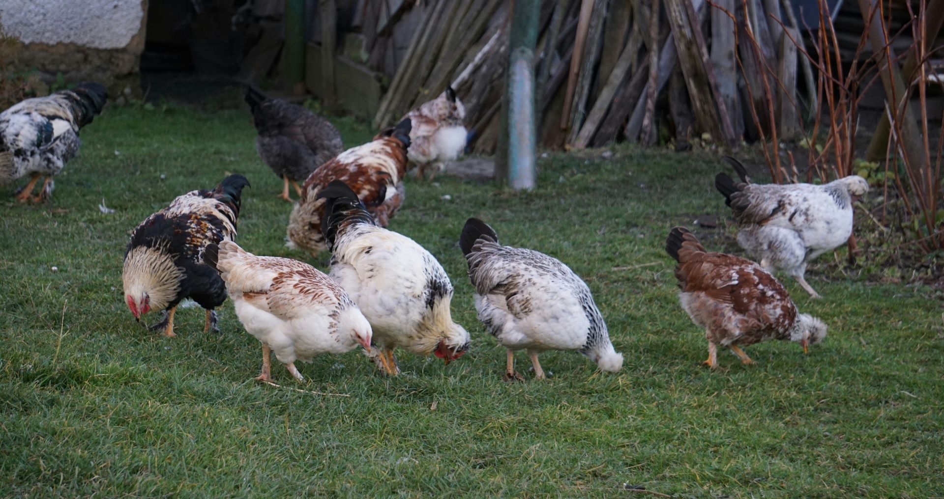 Groep kippen die samen scharrelen in de tuin als voorbeeld van het houden van kippen bij aanschaf.
