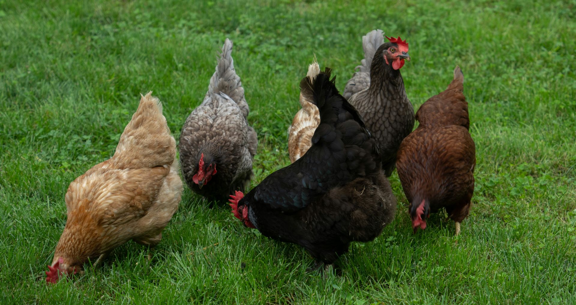 Een gezonde groep kippen die samen scharrelt in het gras