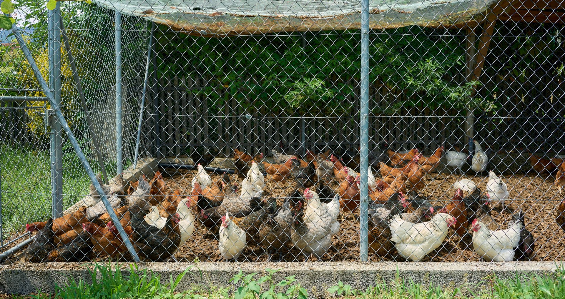 Kippen in een roofdierbestendige kippenren met gaaswanden en net over de bovenkant.