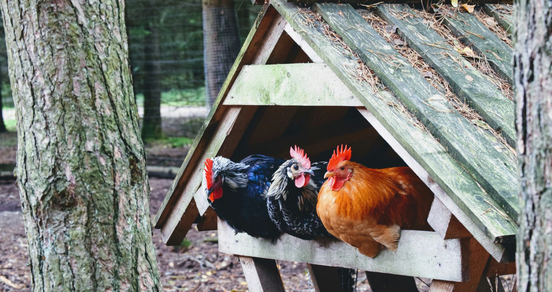 Kippen zitten samen in een houten kippenhok in een natuurlijke buitenomgeving
