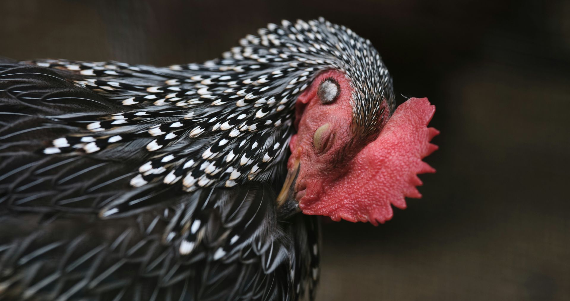 Close-up van een kip waarbij de kam en ogen goed zichtbaar zijn als voorbeeld van gezondheidssignalen bij kippen
