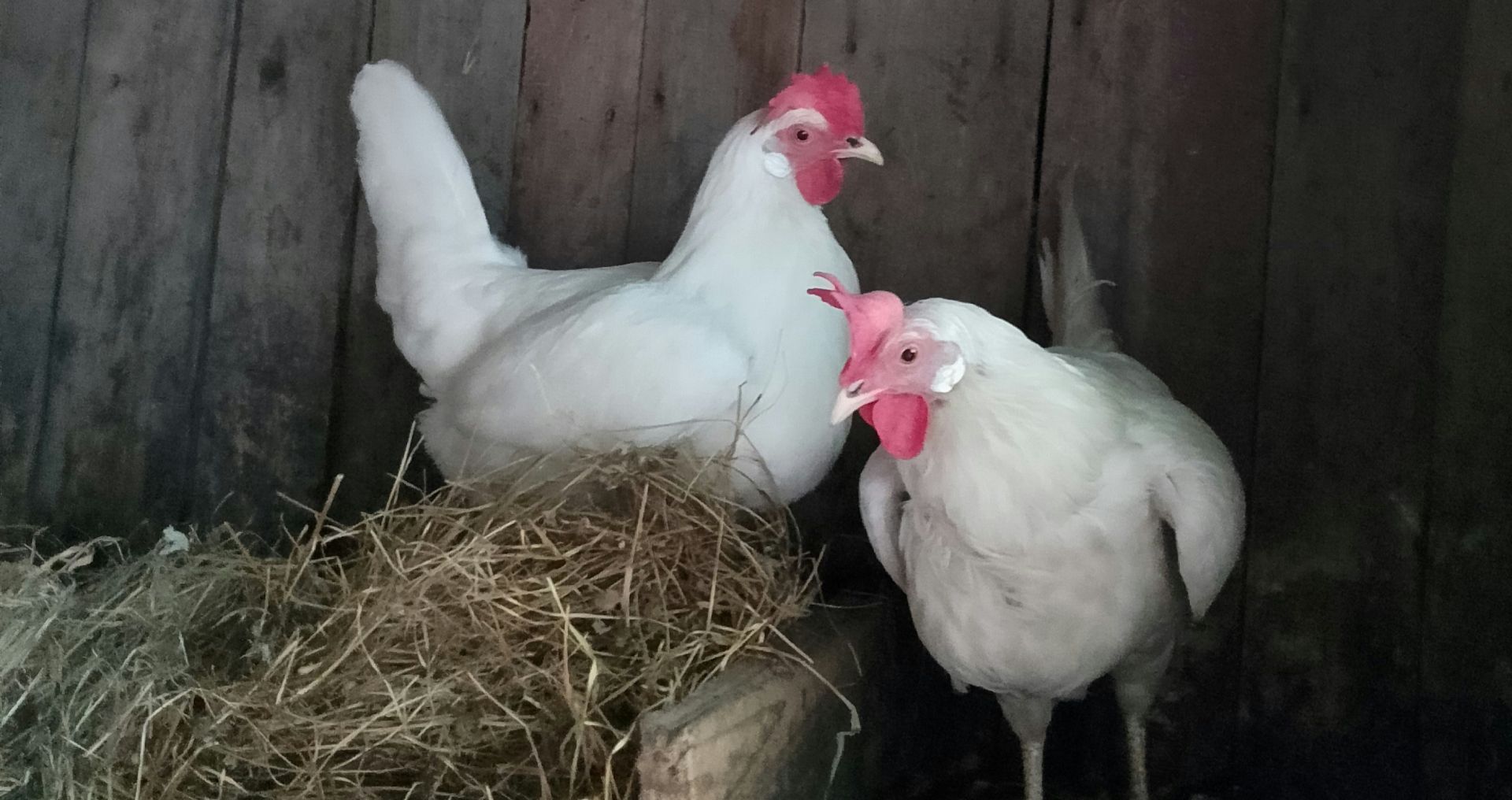 Twee witte kippen bij een legnest in het kippenhok, passend bij het moment waarop een kip begint met eieren leggen