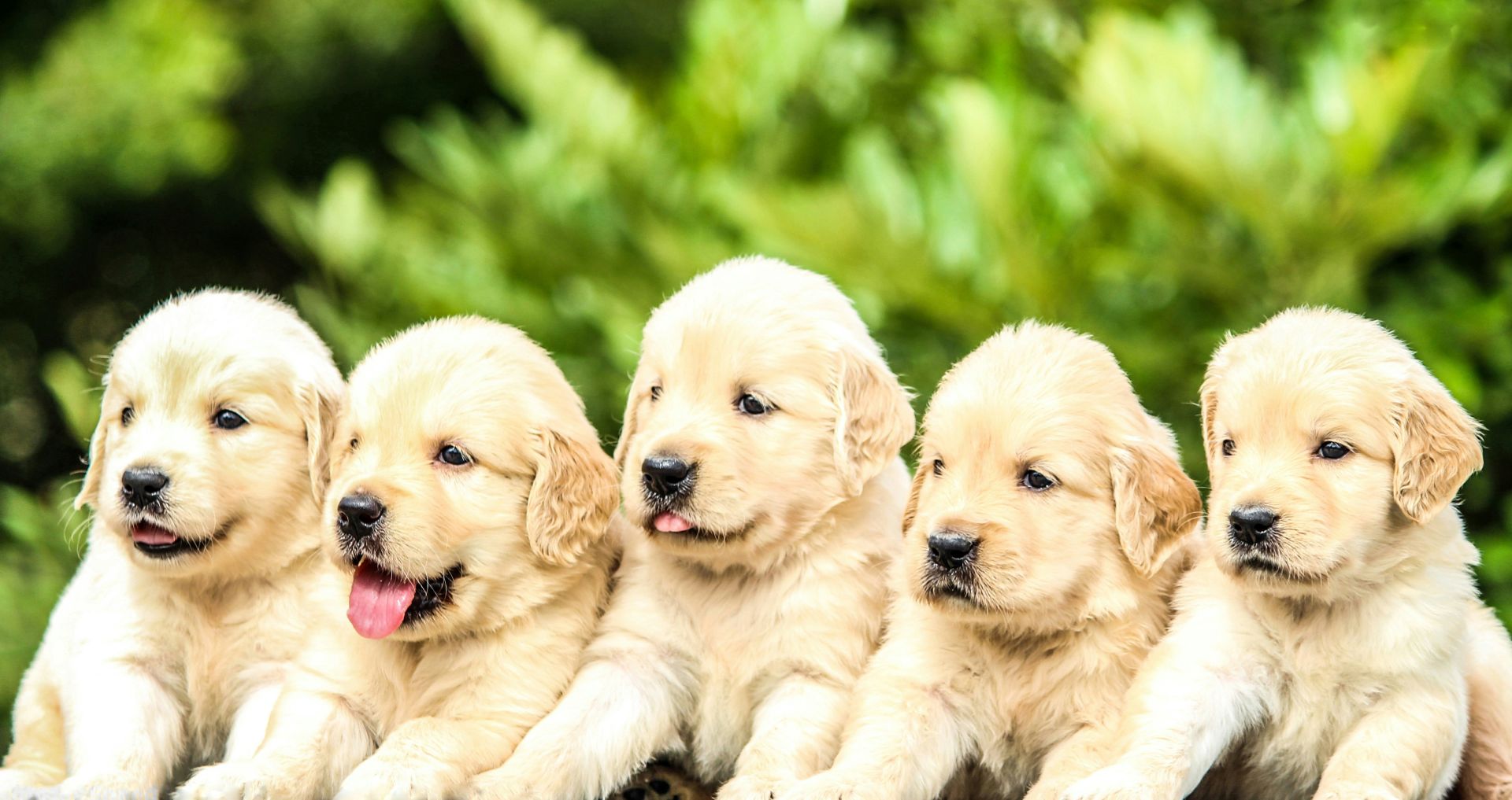Meerdere witte puppy's zitten vrolijk bij naast elkaar.