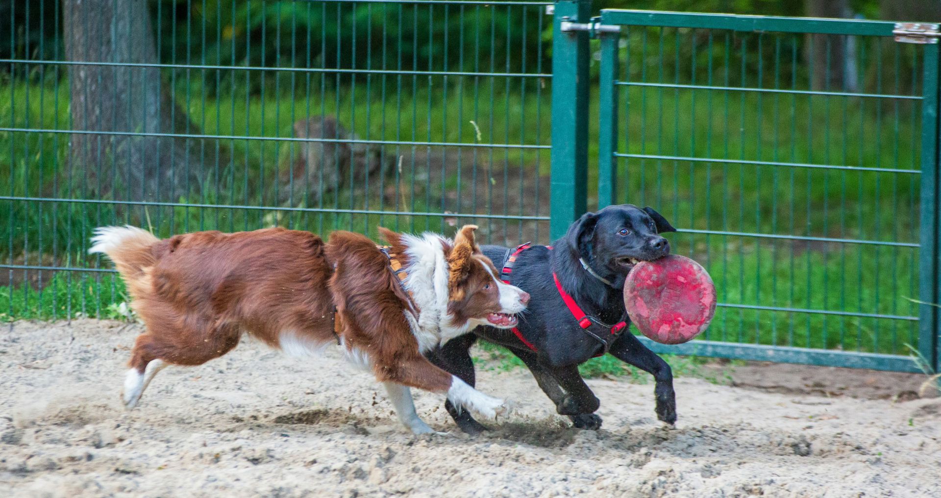 Gezelschapshond ligt dicht bij eigenaar op de bank in huis.