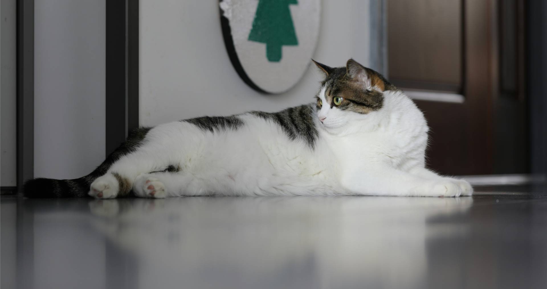 Gezonde kat ligt ontspannen binnenshuis, passend bij informatie over kattengezondheid