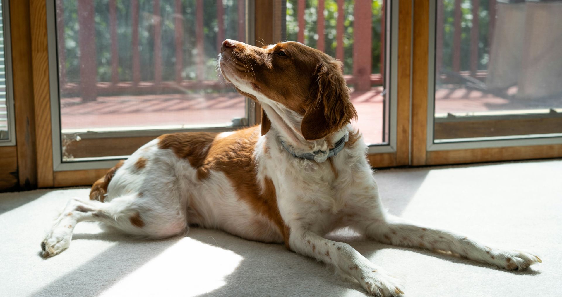 Hond ligt rustig in huis bij het raam, passend bij de oriëntatie en voorbereiding op het aanschaffen van een hond.