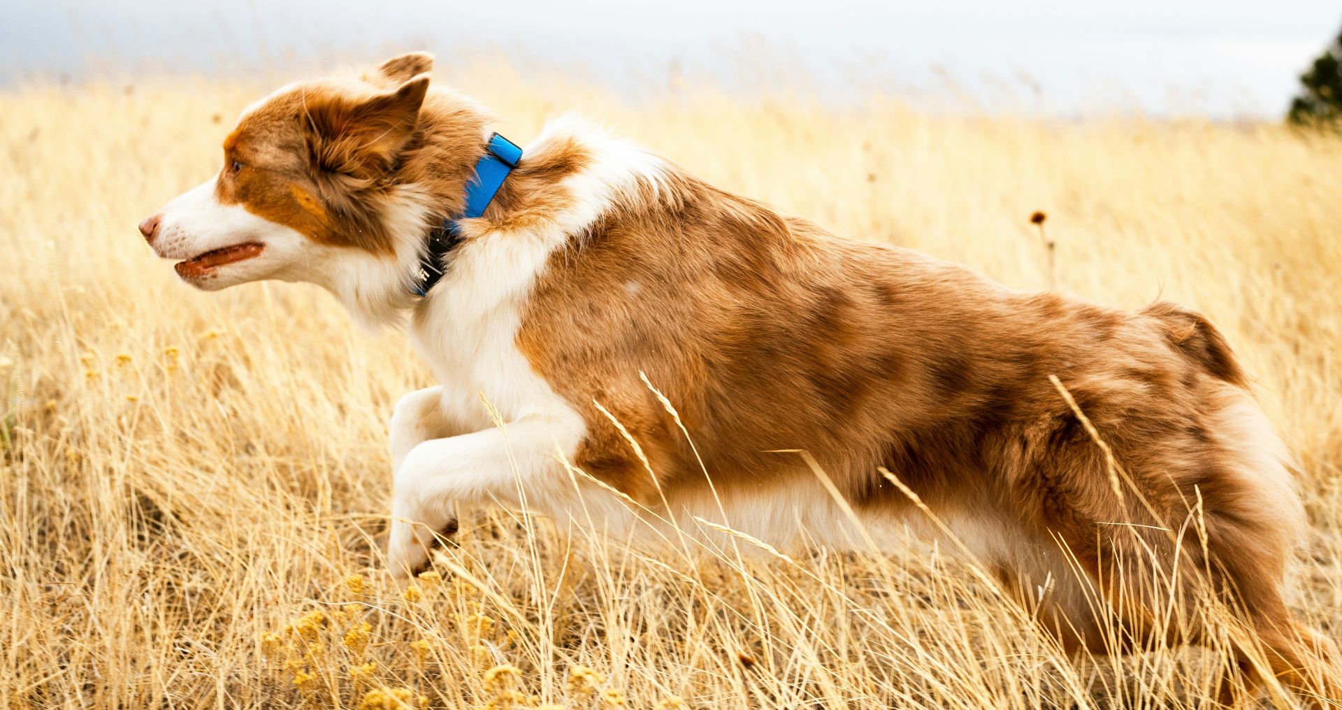 Actieve hond rent door een open veld, passend bij buitenactiviteiten en beweging met je hond.