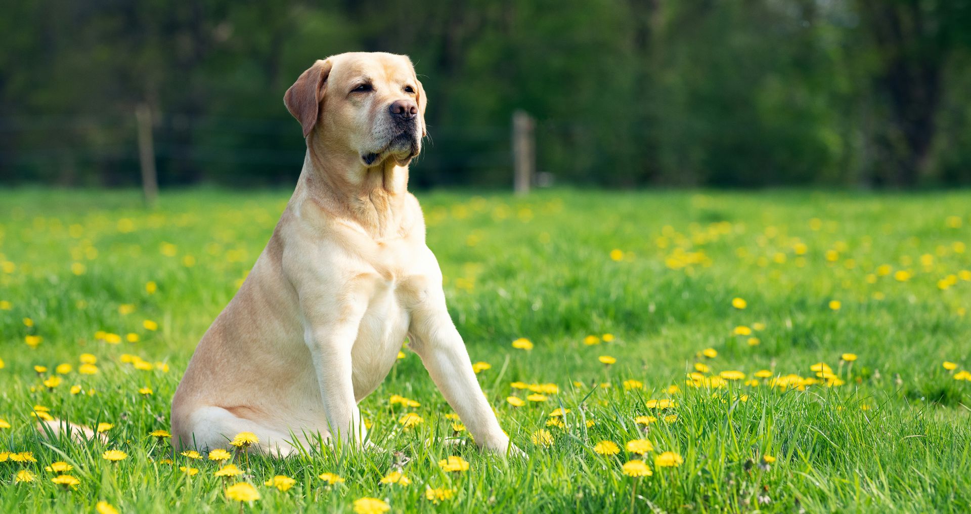 Hond zit alert in het gras en toont duidelijke lichaamstaal, passend bij het begrijpen van hondengedrag.