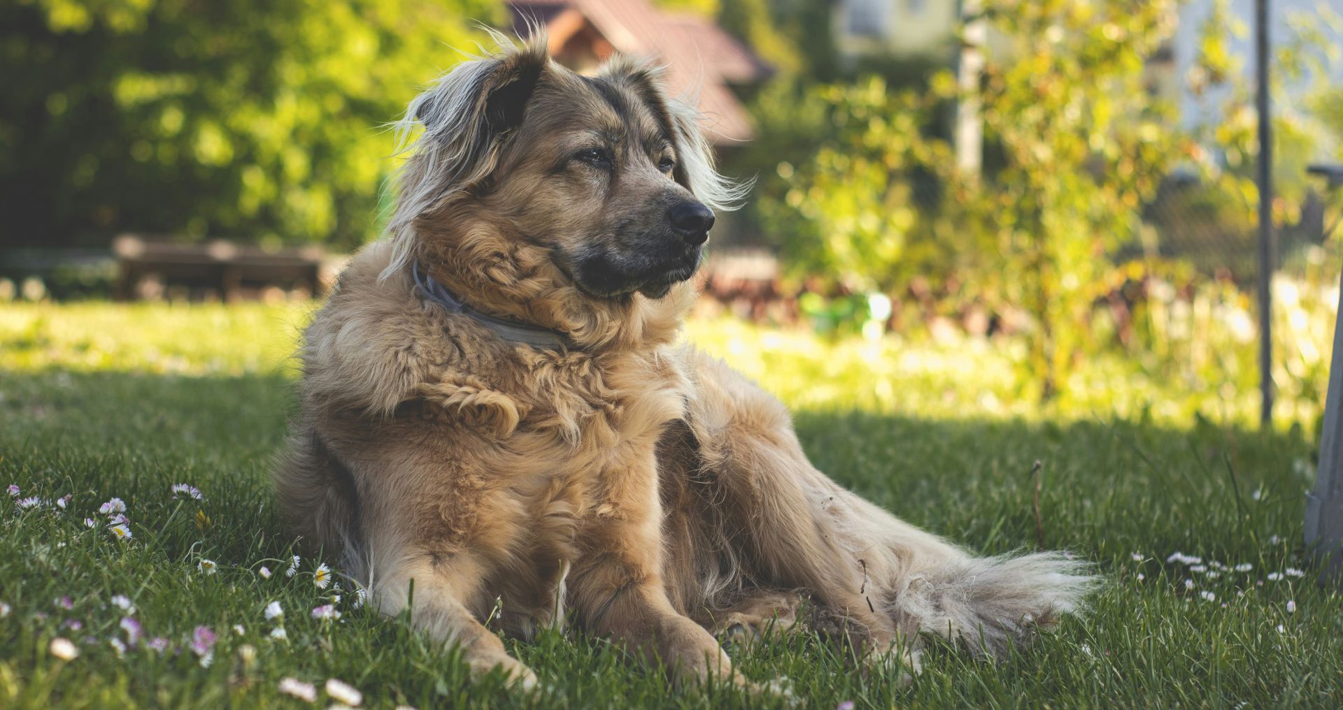 Gezonde hond ligt ontspannen in het gras, passend bij welzijn en algemene gezondheid van honden.