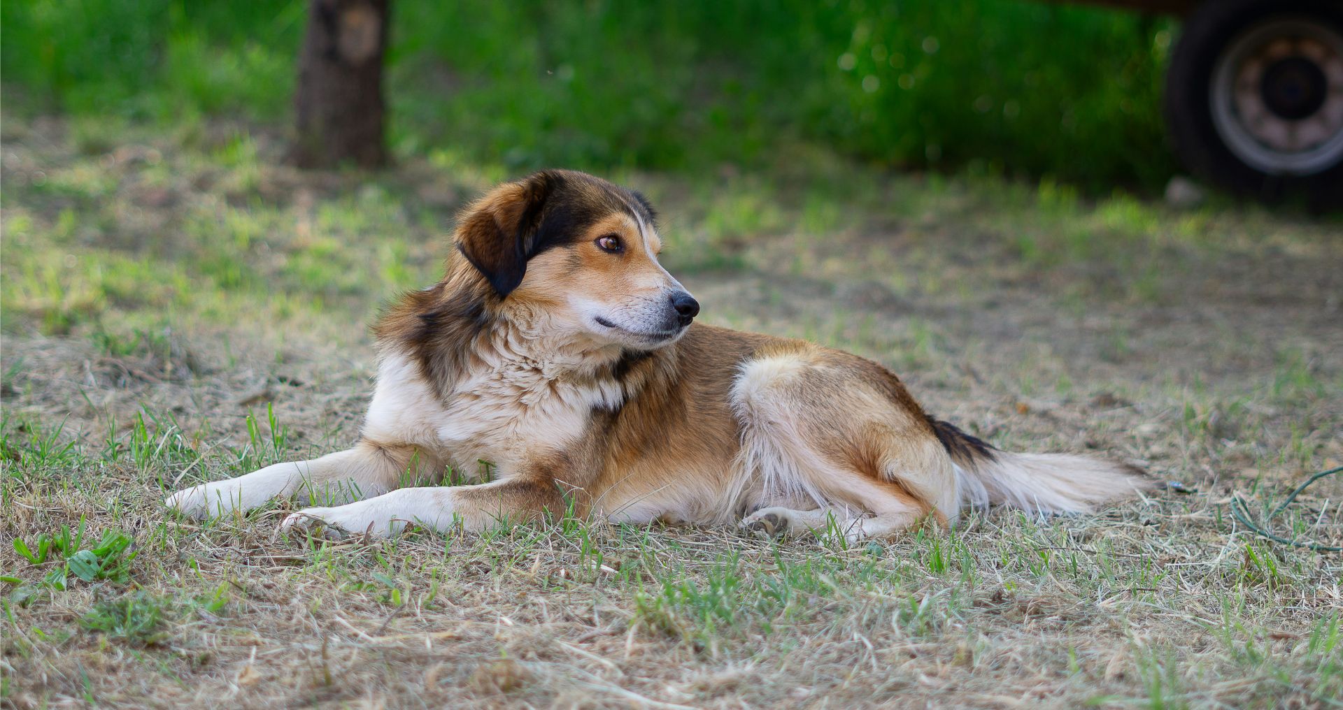Rustige volwassen hond ligt ontspannen buiten, passend bij de verschillende levensfasen van een hond.