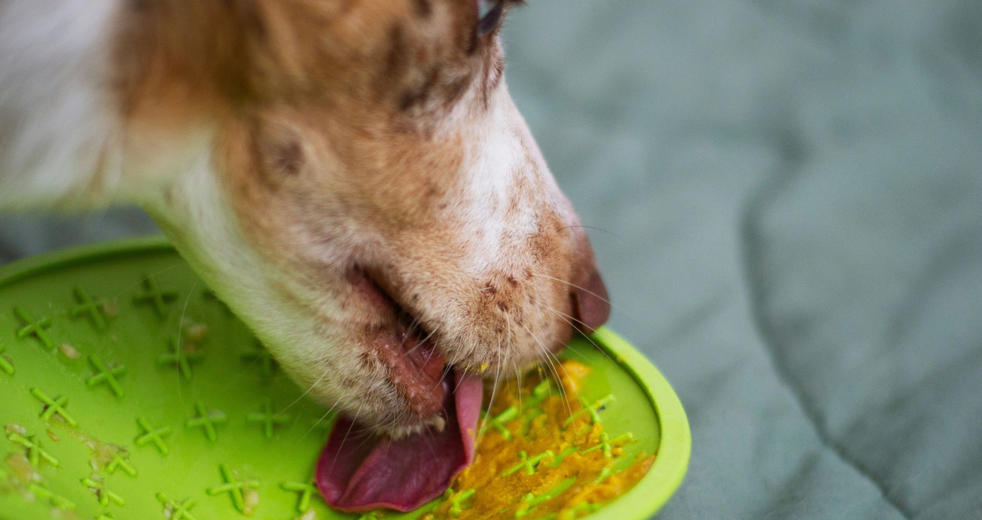 Hond likt eten van een likmat als gecontroleerde manier van voeren