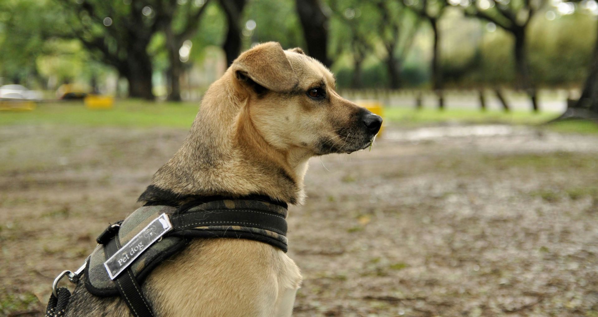 Hond kijkt aandachtig vooruit tijdens begeleiding buiten, passend bij opvoeding en het aanleren van gewenst gedrag.