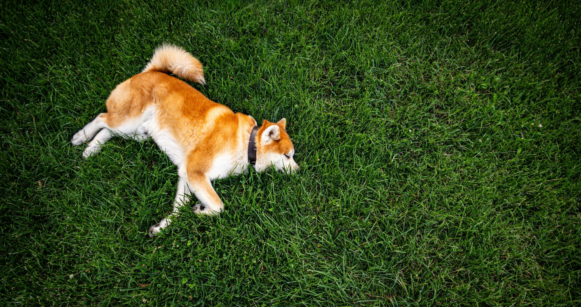 Hond ligt ontspannen alleen thuis op zijn eigen plek.