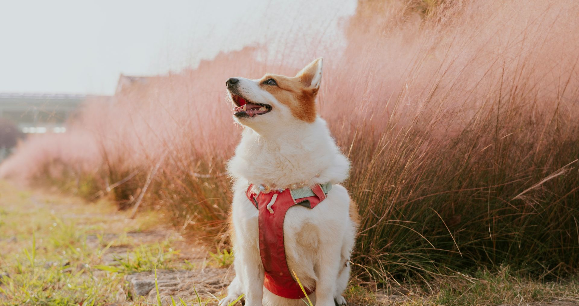 Kleine hond met tuigje tijdens een snuffelwandeling in een natuurlijke omgeving.