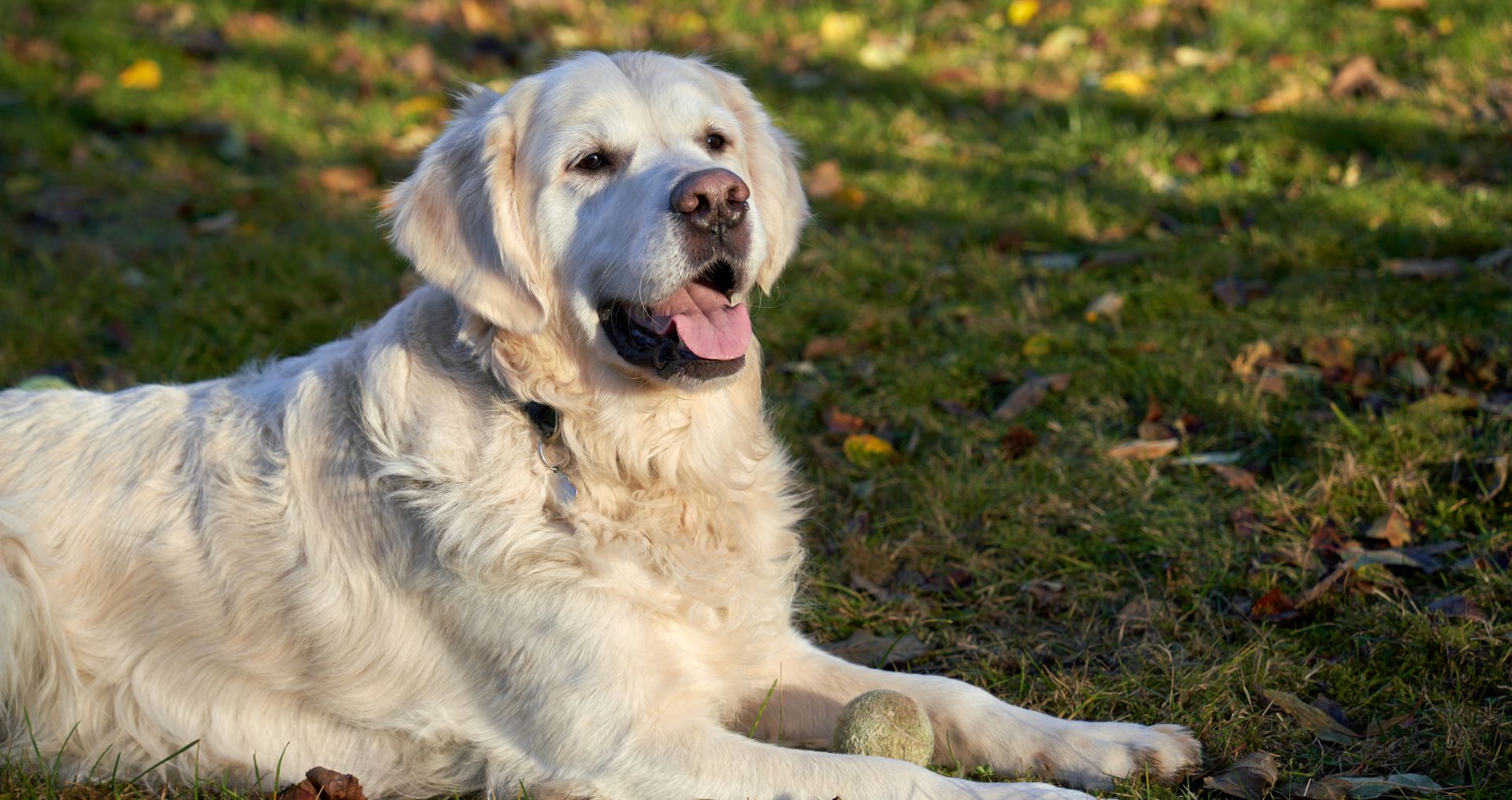 Hond ligt buiten in het gras met een bal als hondenspeelgoed