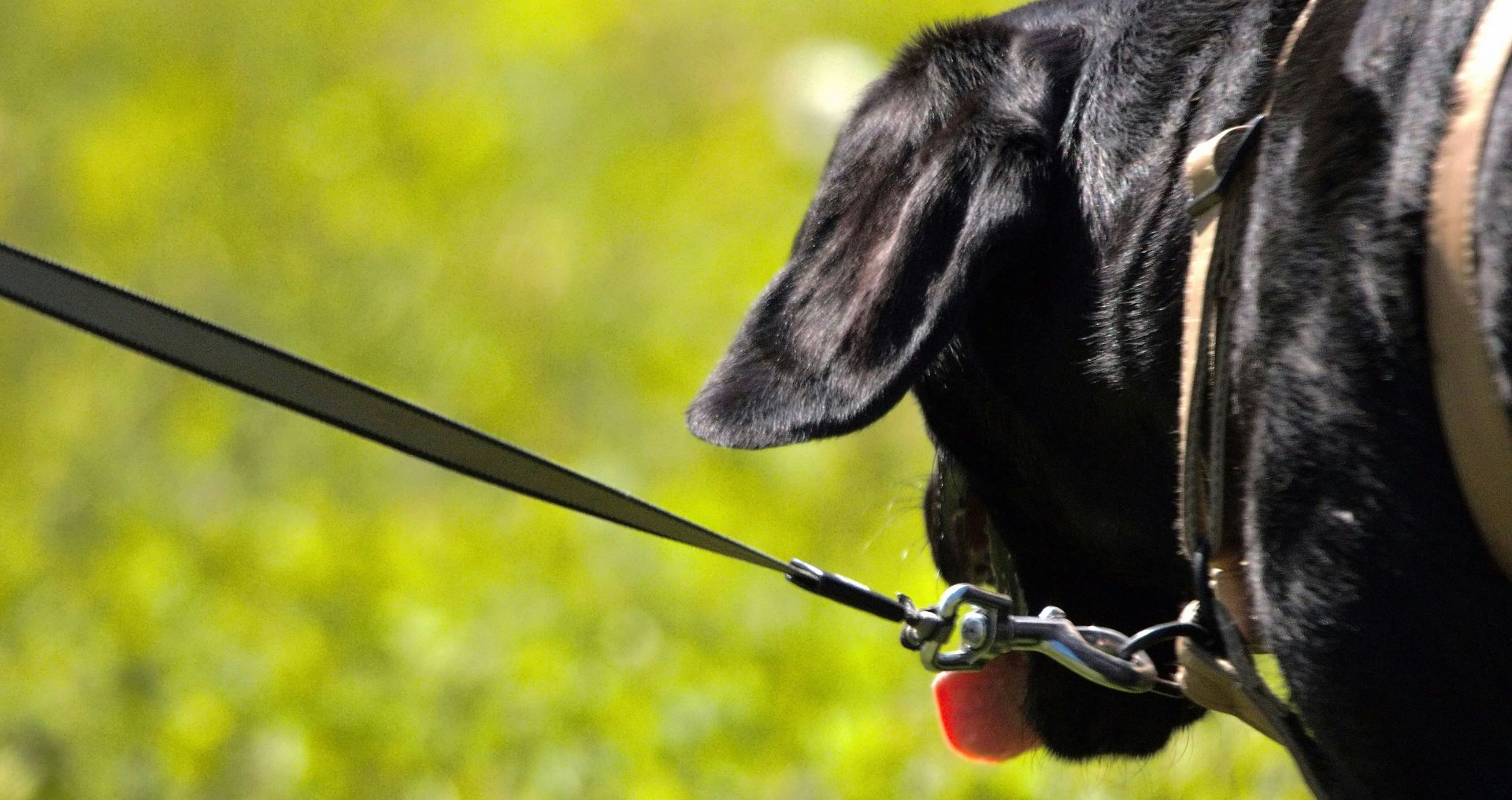 Hond trekt aan de lijn tijdens het uitvallen naar een andere hond
