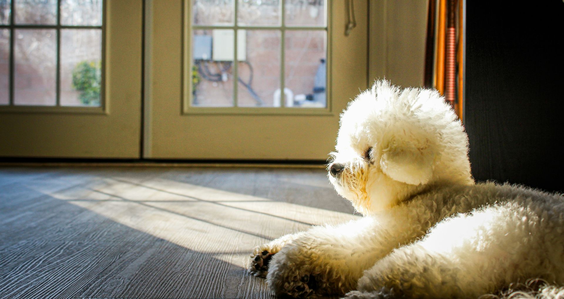 Kleine hond ligt binnen bij de deur en wacht alleen, mogelijk teken van verlatingsangst
