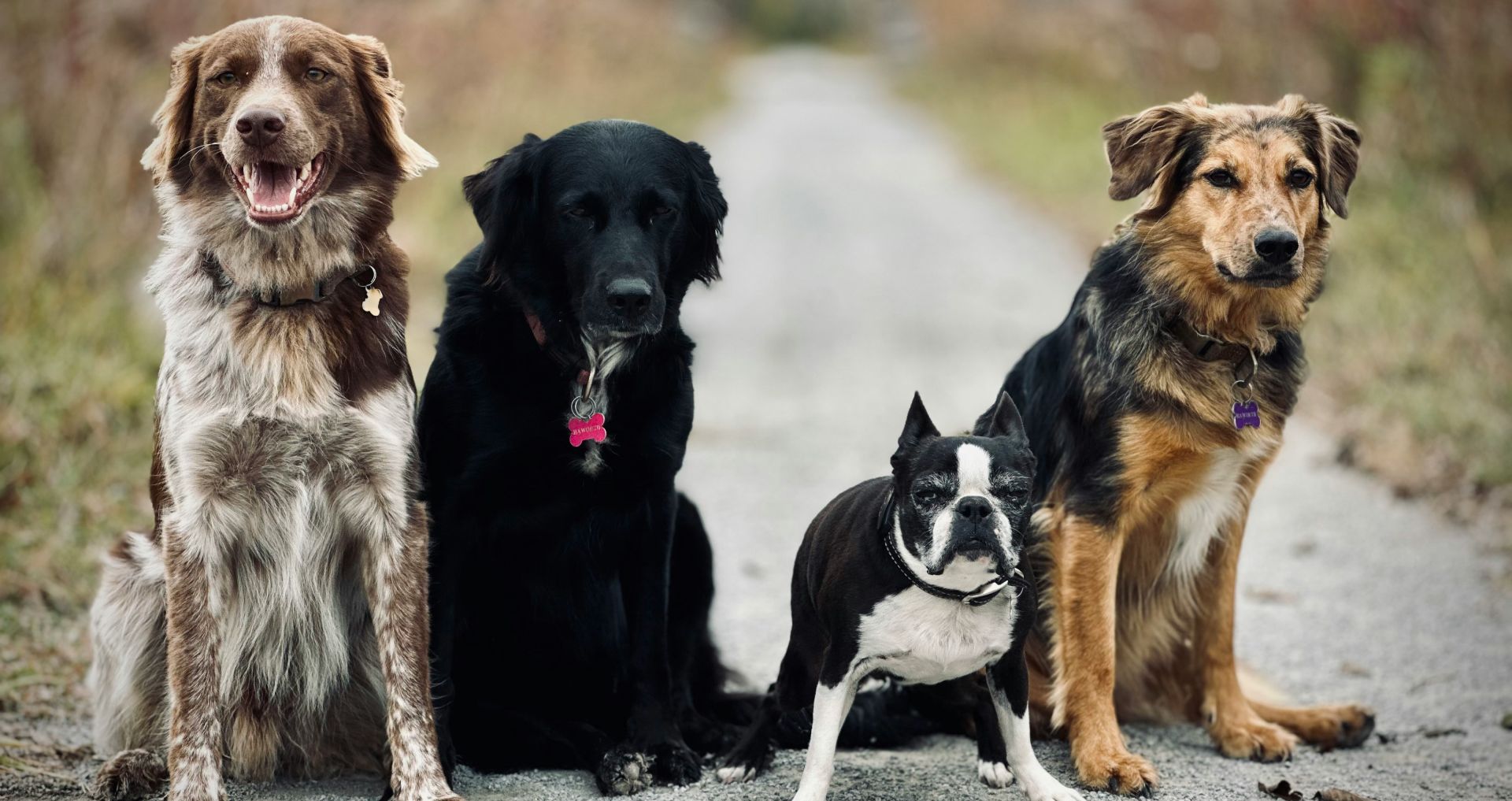 Verschillende honden van uiteenlopende grootte en uiterlijk zitten samen buiten, passend bij de diversiteit van hondenrassen.