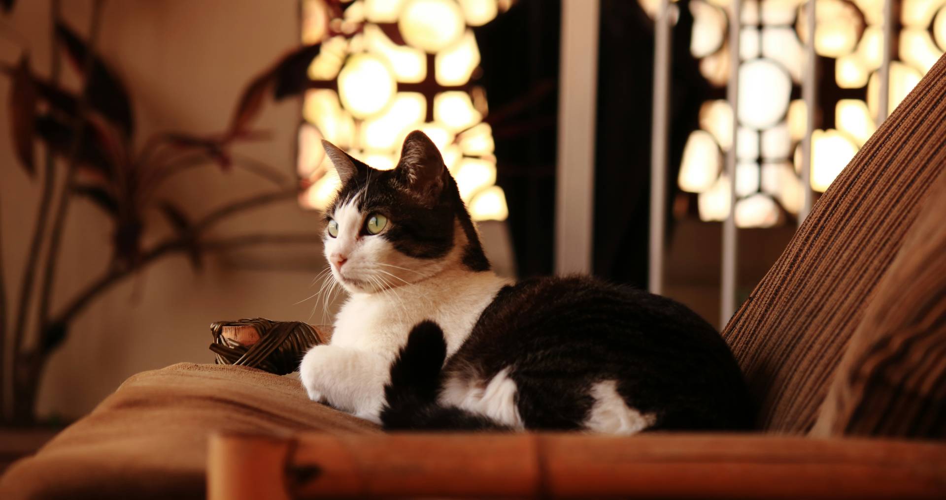 Rustige huiskat ligt in een warme woonkamer, geschikt als hero-afbeelding voor aanschaf van een kat