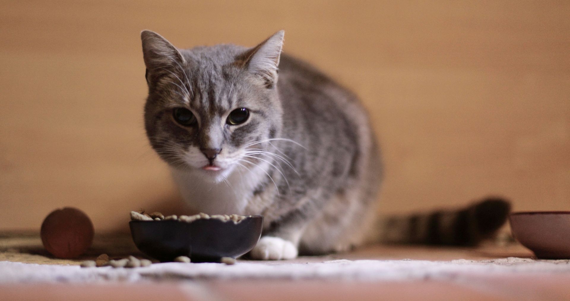Kat eet brokken uit een voerbak binnenshuis, passend bij advies over porties en eetmomenten voor katten
