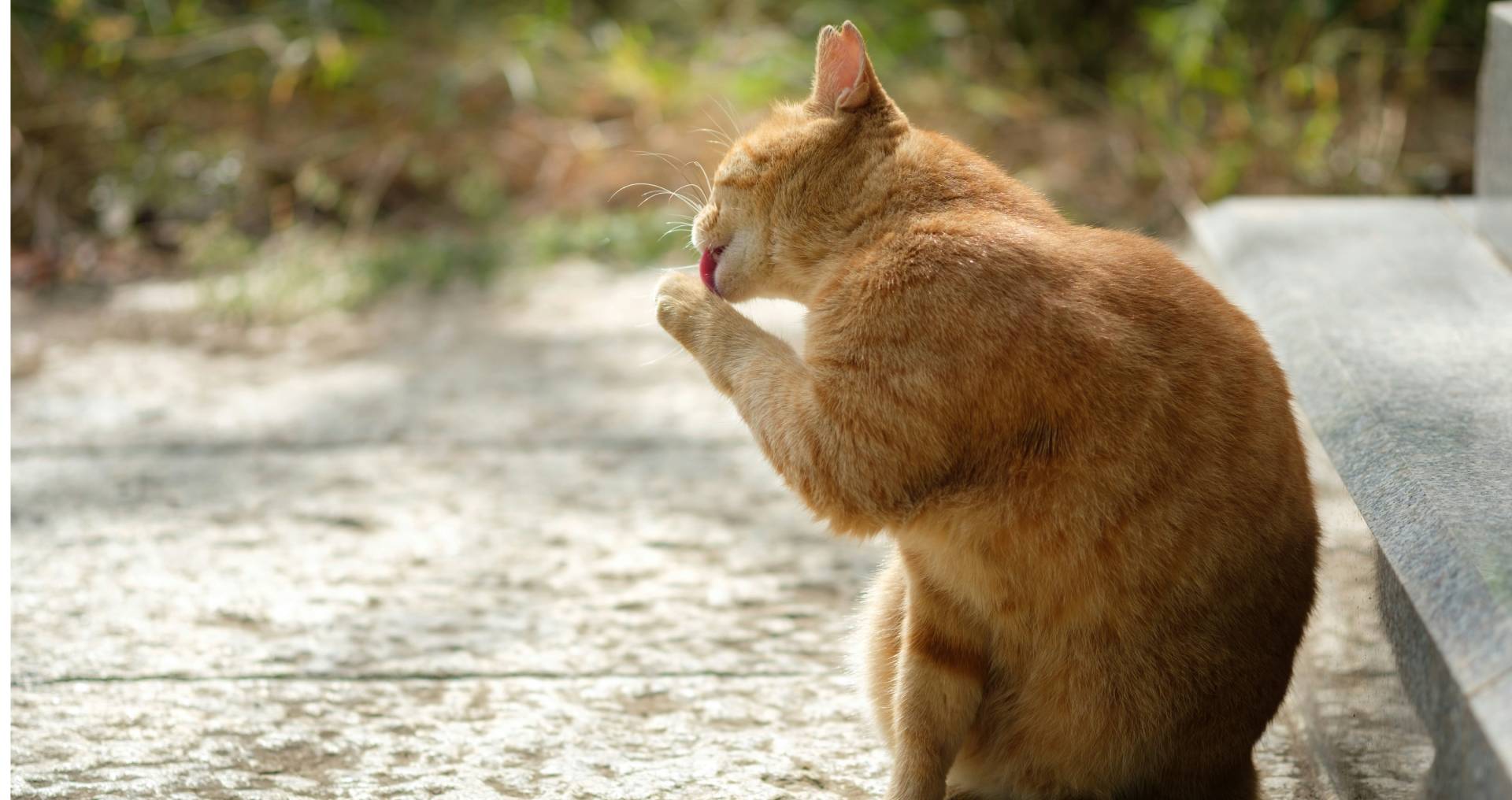 Kat vertoont natuurlijk zelfverzorgingsgedrag door zijn poot te wassen