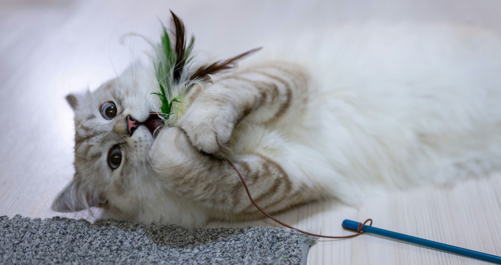 Kat speelt enthousiast met een veren speeltje binnenshuis, voorbeeld van verrijkend kattenspeelgoed
