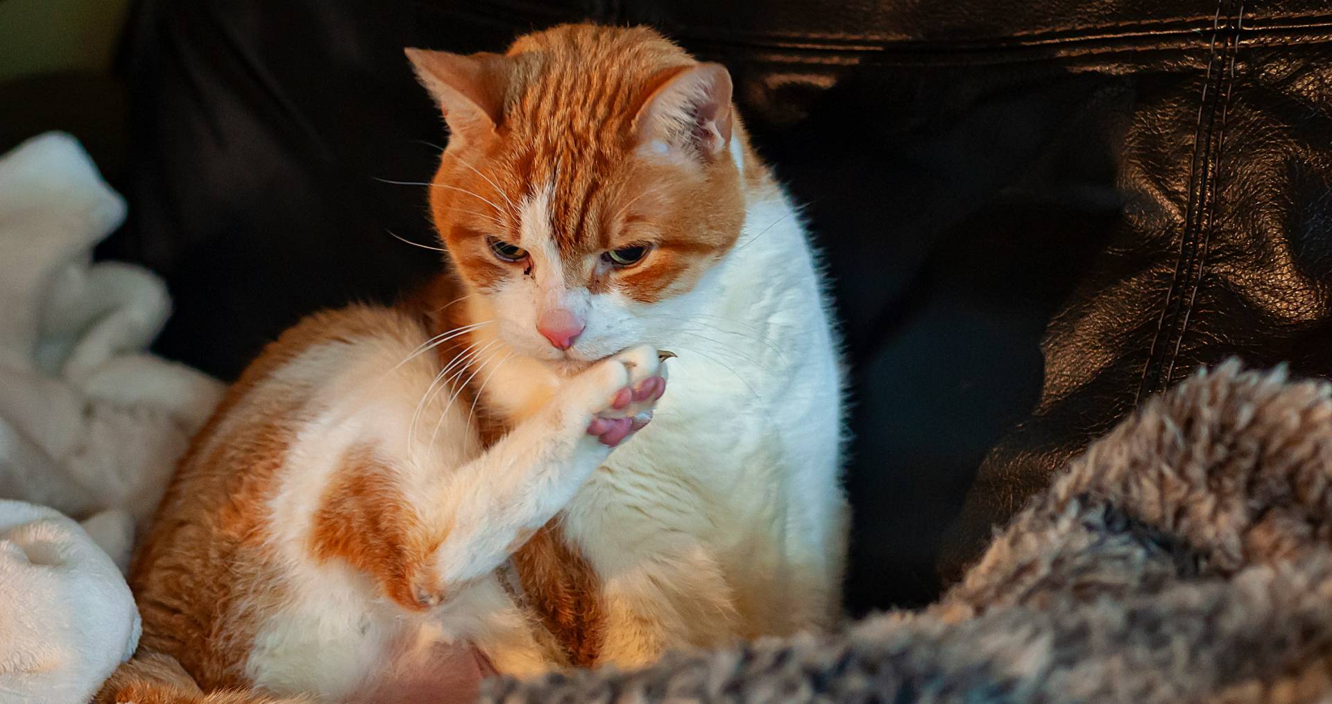 Kat verzorgt zichzelf door pootje te wassen in huiselijke omgeving.