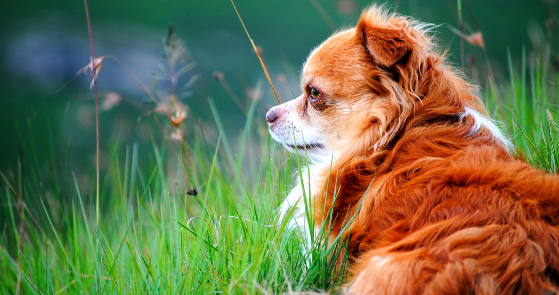 Kleine hond in appartement passend bij wonen in stad of kleiner huis.