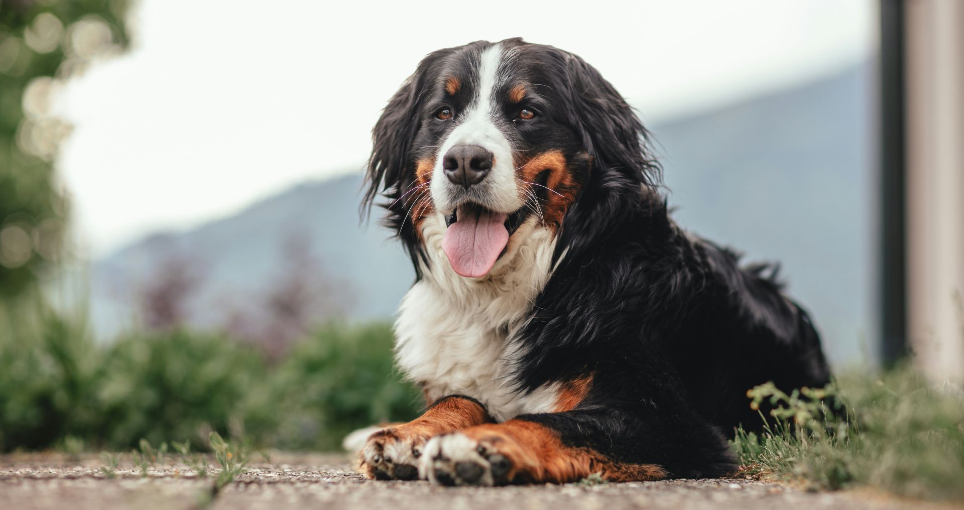 Langharige hond ligt ontspannen buiten, met volle vacht die regelmatige verzorging nodig heeft.