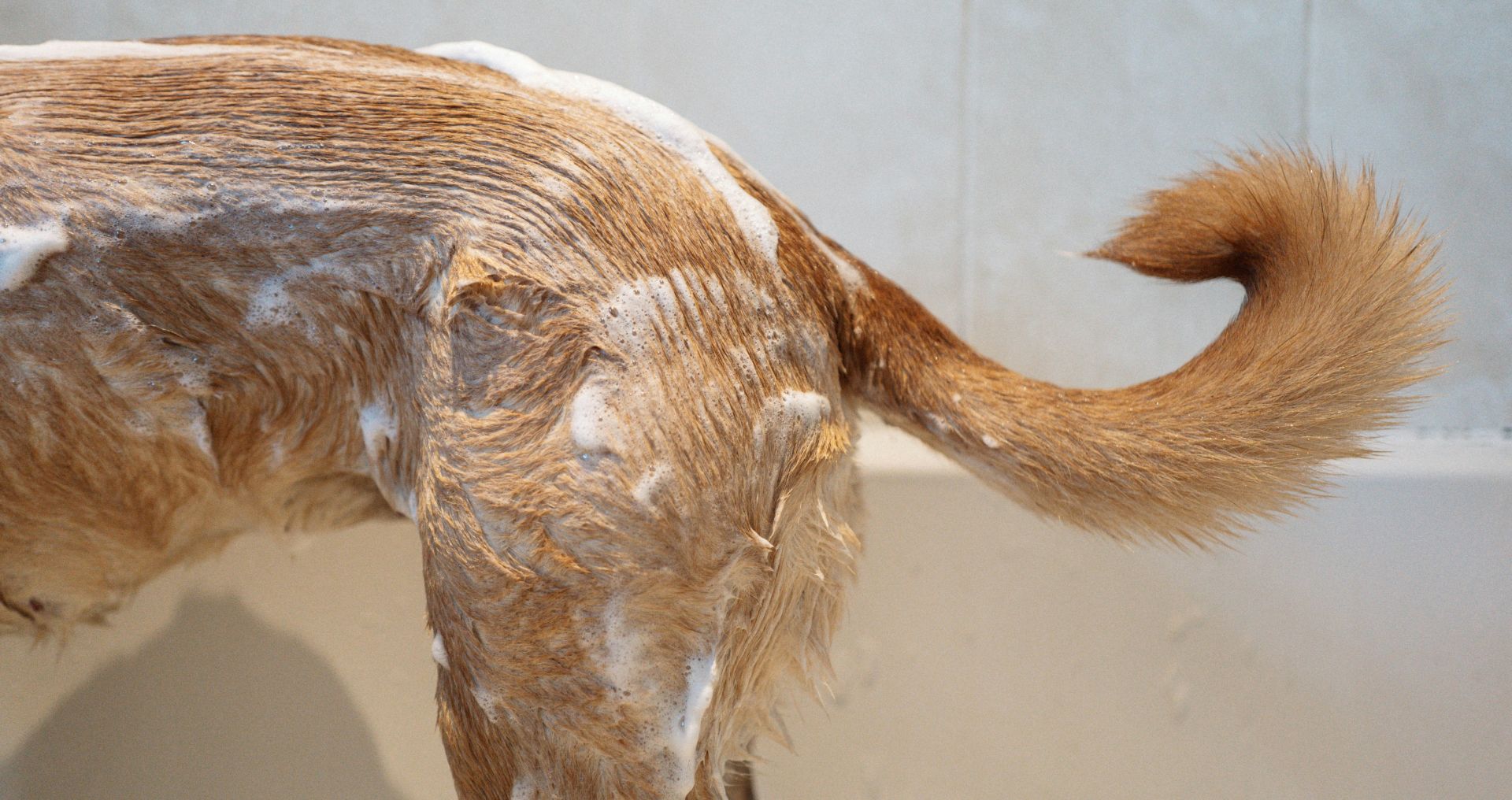 Hond wordt gewassen met shampoo, waarbij de natte vacht en staart zichtbaar