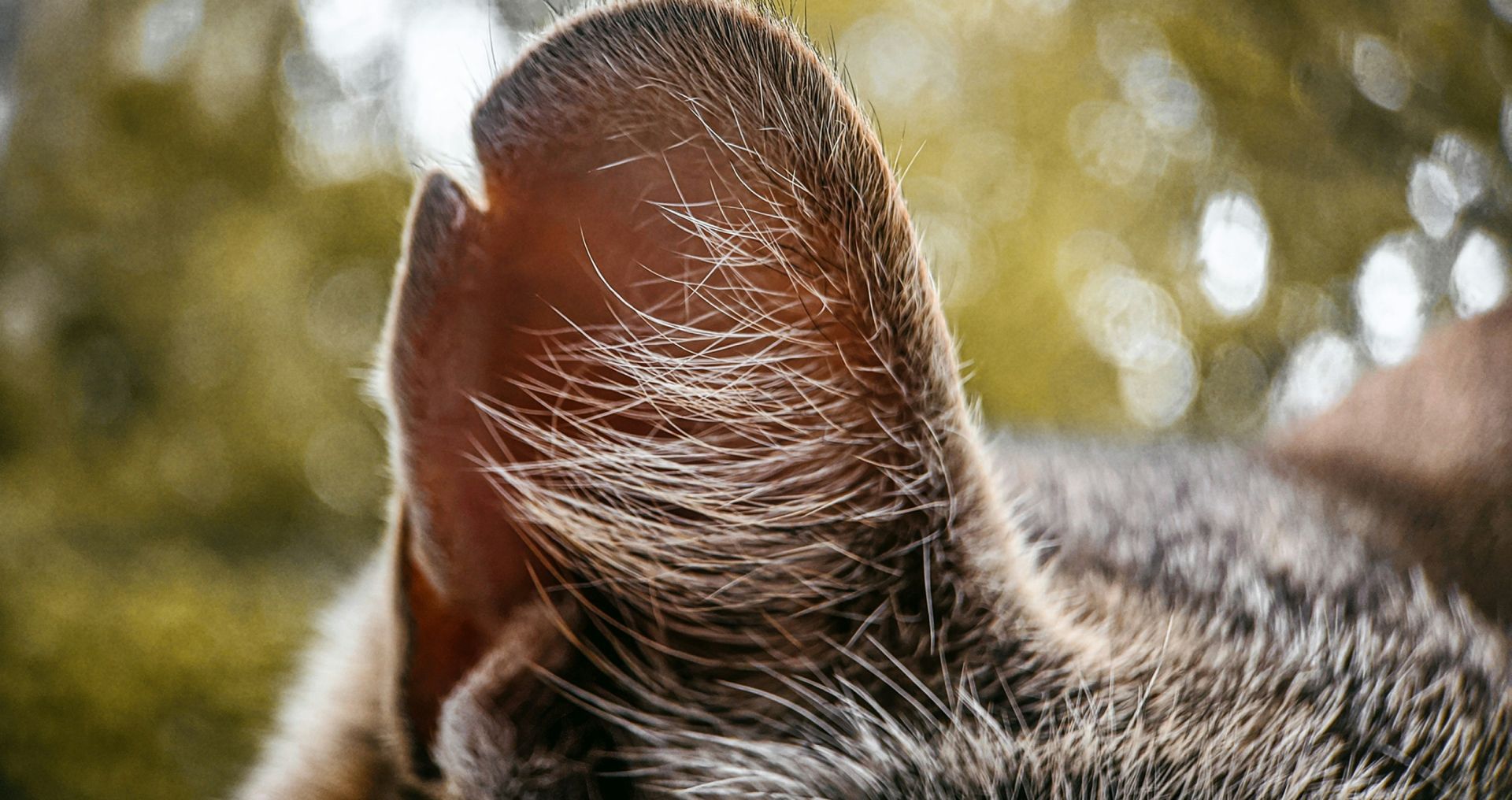 Close-up van de oorschelp van een hond, geschikt voor uitleg over veilige oorverzorging zonder irritatie