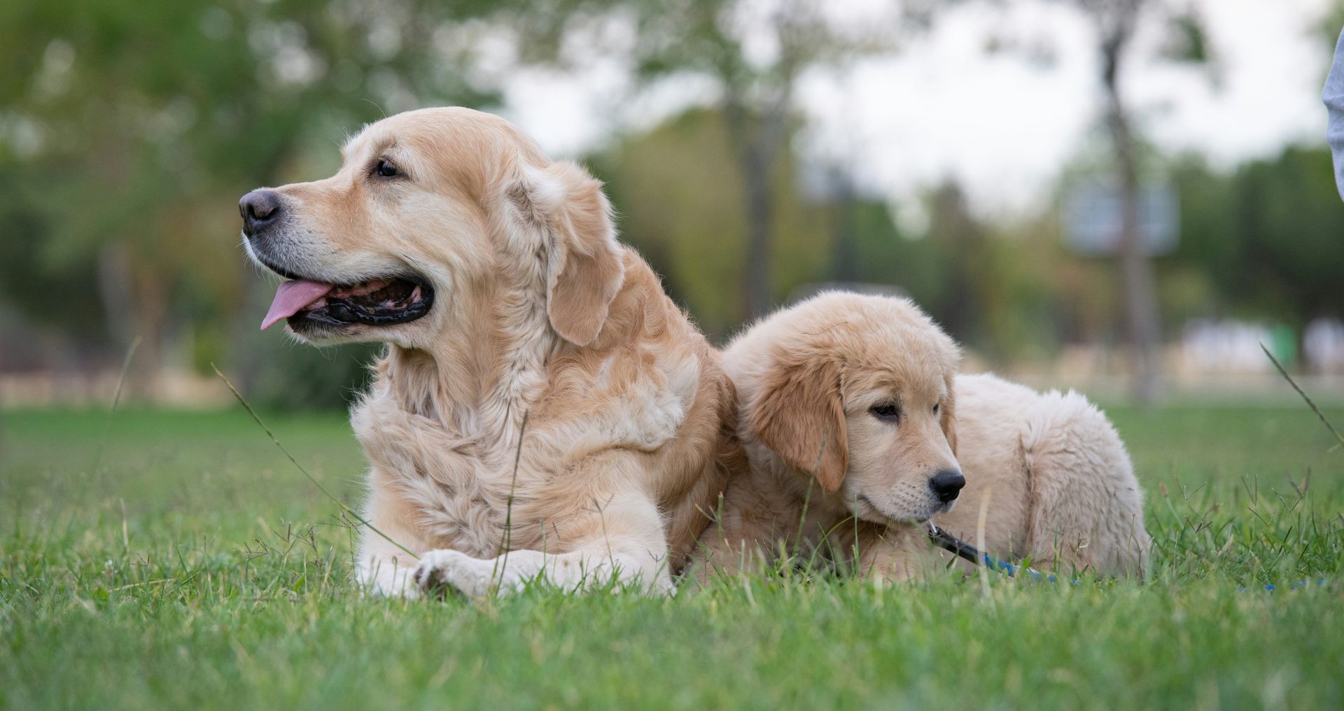 Volwassen hond ligt in het gras naast een jonge puppy, beide rustig samen