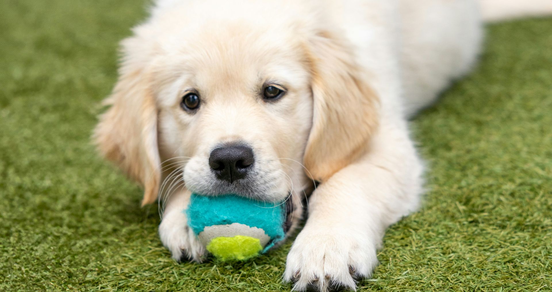 Hond voert een basiscommando uit tijdens rustige training met eigenaar.